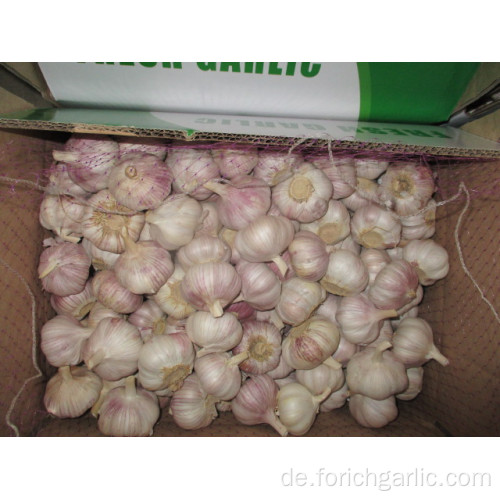 Ernte 2019 Normaler Knoblauch